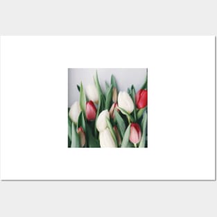 White And Red Tulip Posters and Art